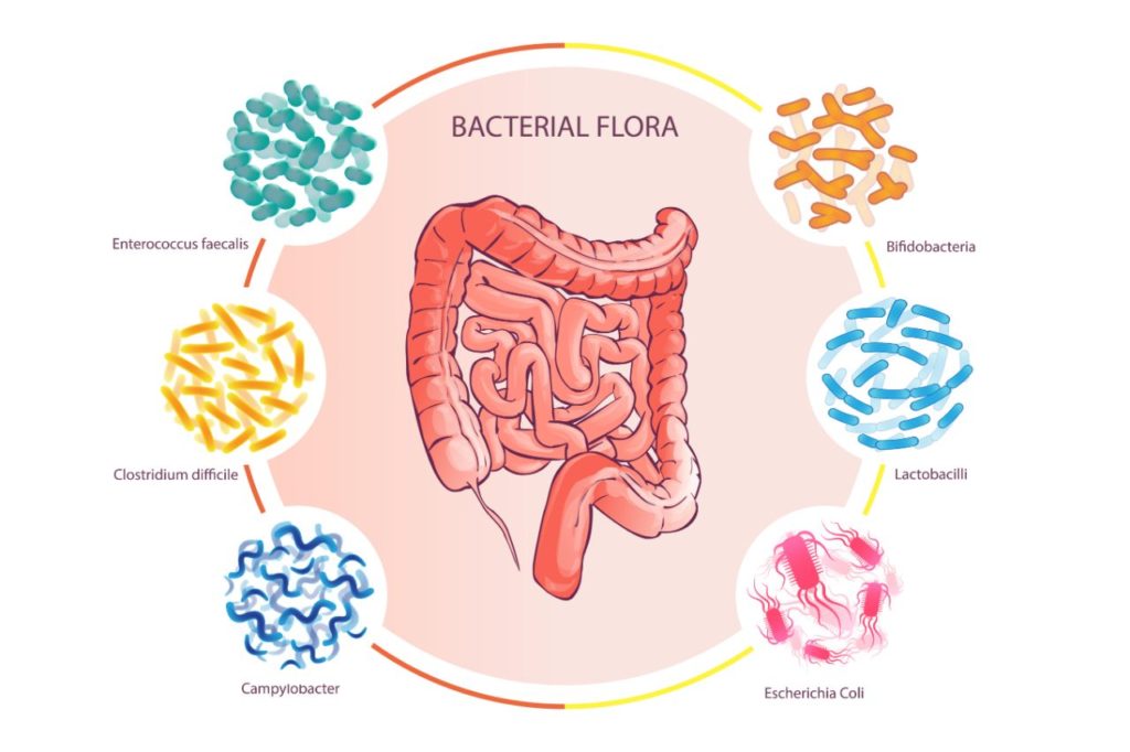 črevná mikrobiota mikroflora