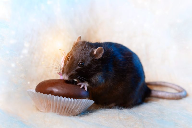 tučný potkan dodržiava prerušovaný pôst