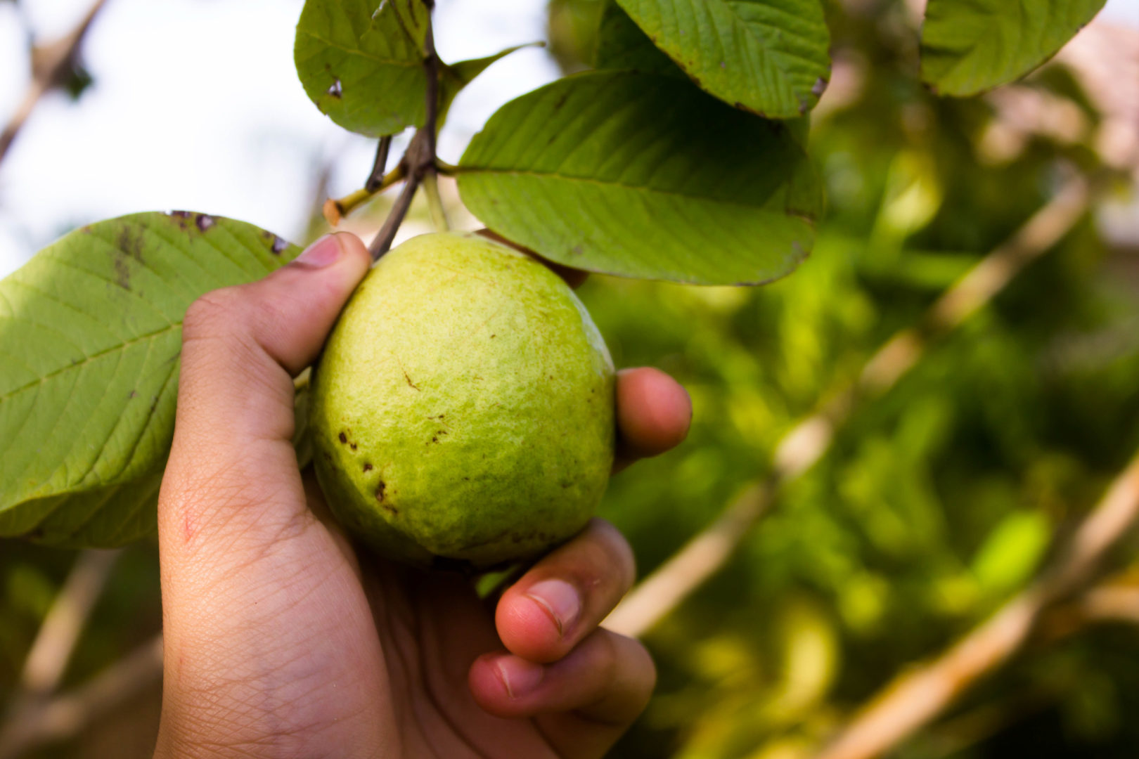 čerstvá guava zo stromu