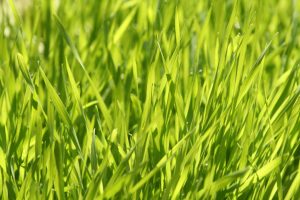 Super Greens - pšeničná tráva